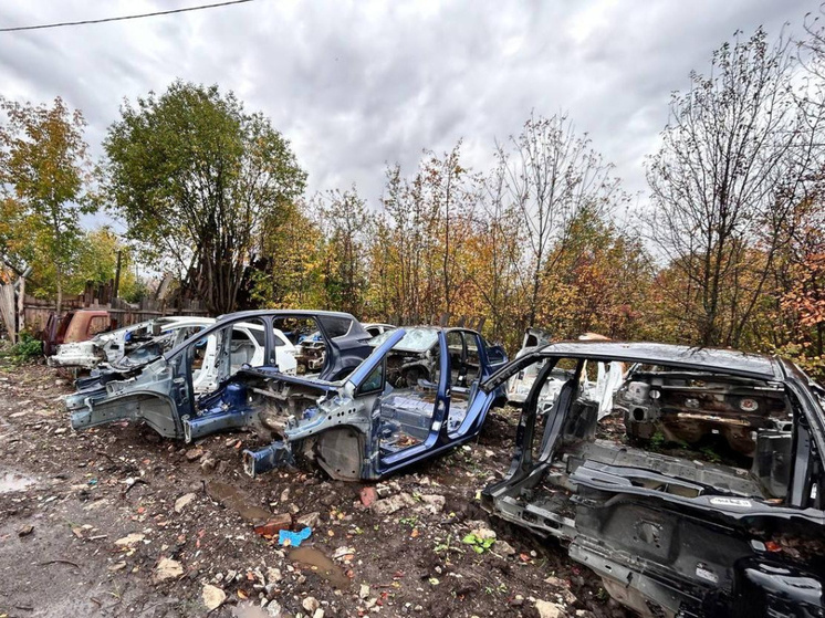 Telegram-бот «Чистая страна» поможет в борьбе с незаконными свалками в Перми