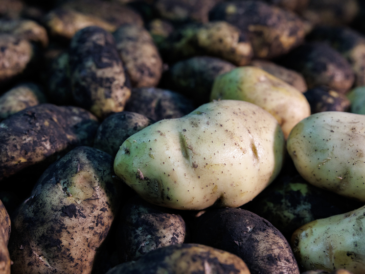 Урожайность картофеля в 2025 году превысила показатели прошлого года