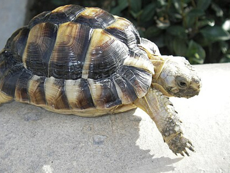Aus dem Zoo von Indianapolis wurden zwei vom Aussterben bedrohte Schildkröten gestohlen.