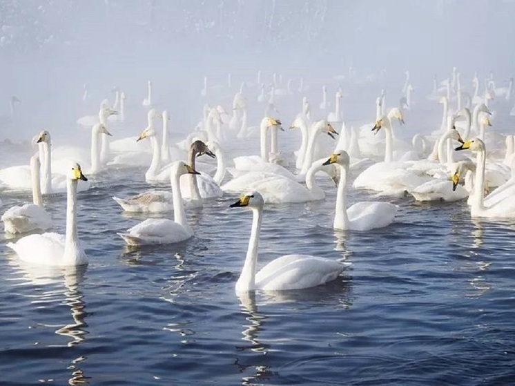 Жители Бийска заметили кружащих над городом лебедей-разведчиков