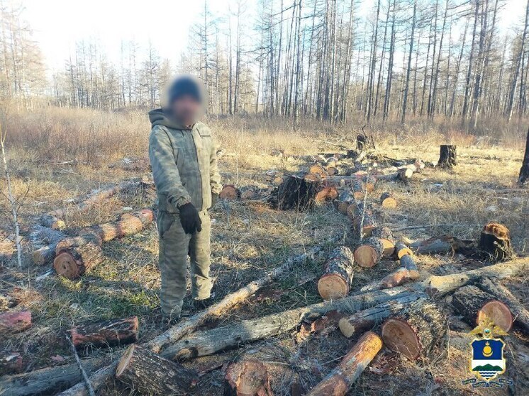 В Бурятии задержан житель Еравнинского района за незаконную рубку деревьев