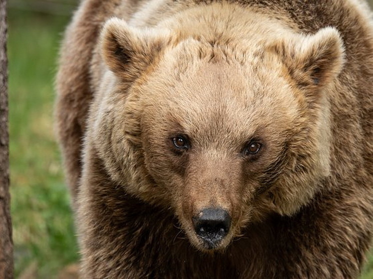 Nippon: медведица атаковала жителей в японской деревне Хигасинарусе