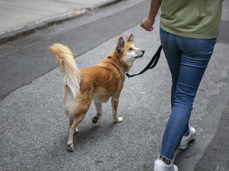 В Красноярском крае ввели запрет на самовыгул животных и содержание питомцев на балконах