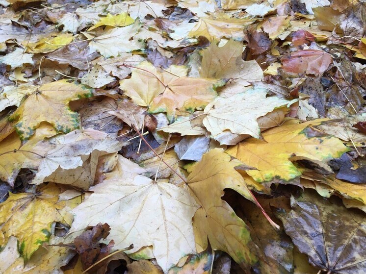 В среду в Воронежской области воздух прогреется до 12 градусов