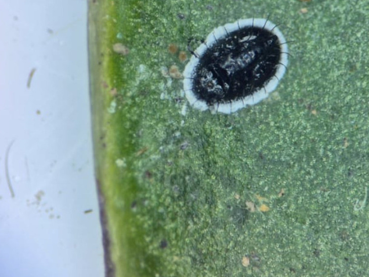 При проверке импортных декоративных горшечных культур сотрудники алтайской испытательной лаборатории впервые выявили редких карантинных белокрылок. Это насекомое несет опасность для урожая различных сельхоз культур, в связи с чем его ввоз на территорию России строго запрещен.