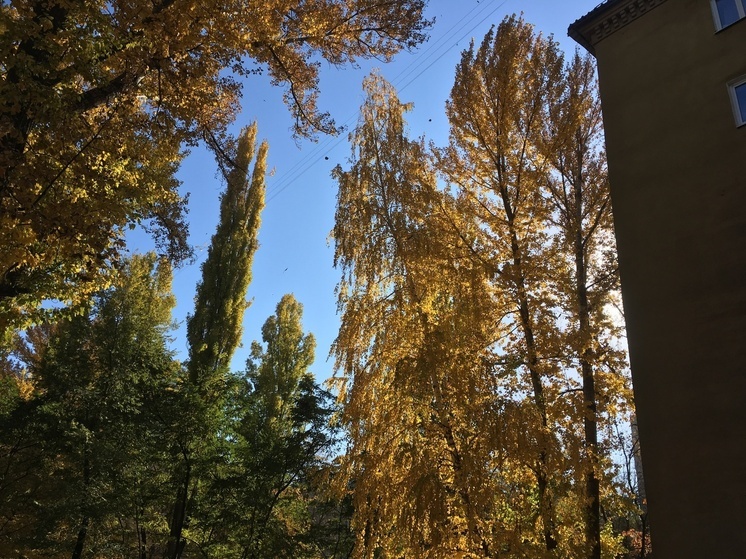 Туман и небольшой дождь ожидаются в Саратовской области 29 октября