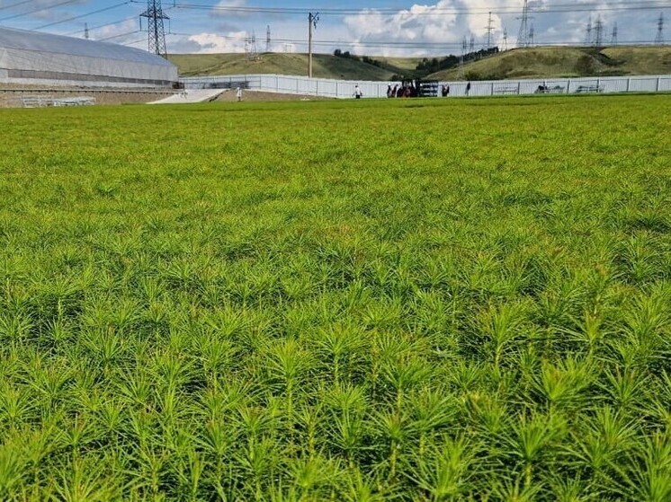 Култуминский ГОК завершил высадку саженцев сосны с опережением сроков