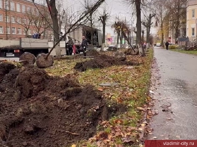 Во Владимире высадят 200 деревьев взамен уничтоженных златкой