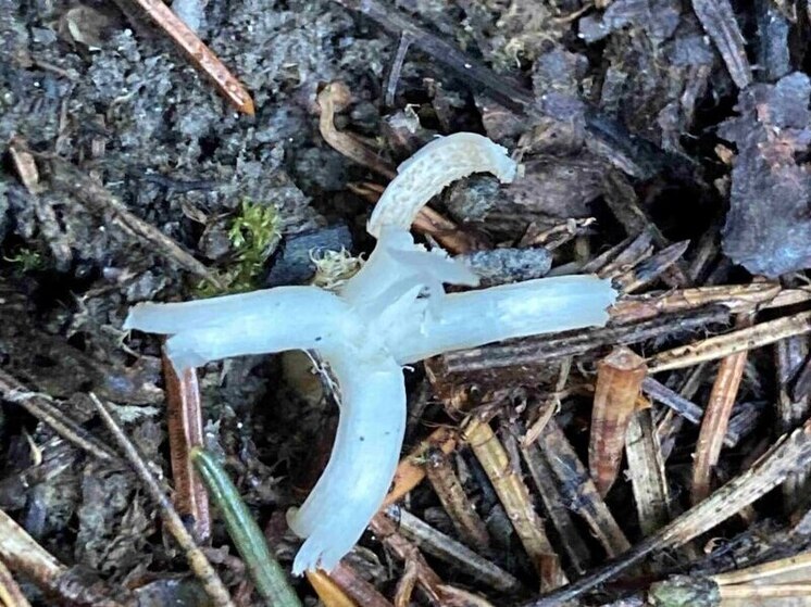 В нацпарке «Таганай» заметили новый вид грибов