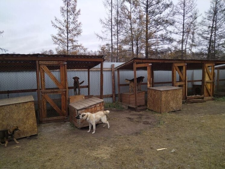 Более 3 тысяч безнадзорных животных отловили в Якутии с начала года