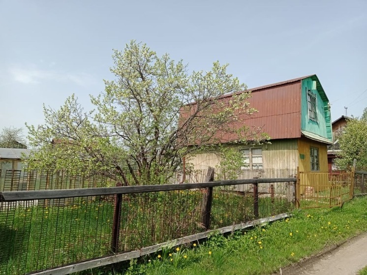 Один кухонный продукт делает побелку «несмываемой»: деревья на участке будут под защитой круглый год