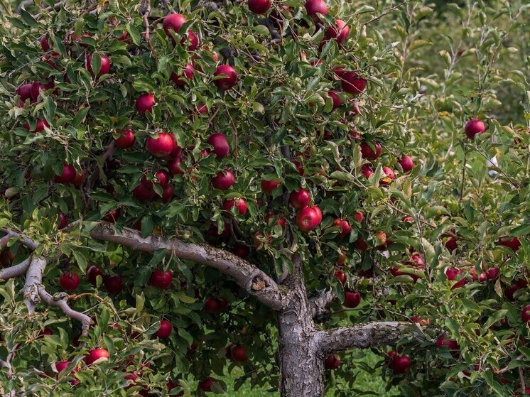 Ведущего производителя яблок в Воронежской области может обанкротить ВТБ
