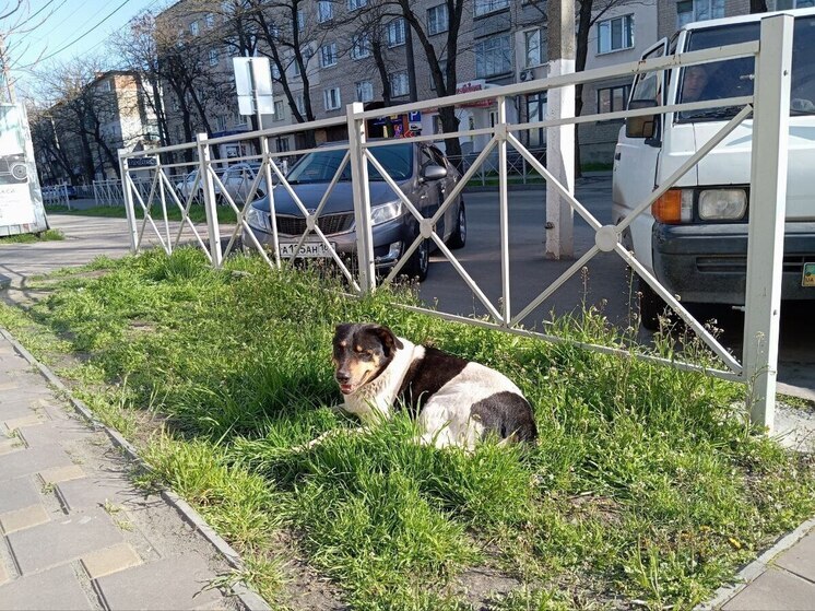 Глава Запорожья намерен добиваться убийства бездомных животных