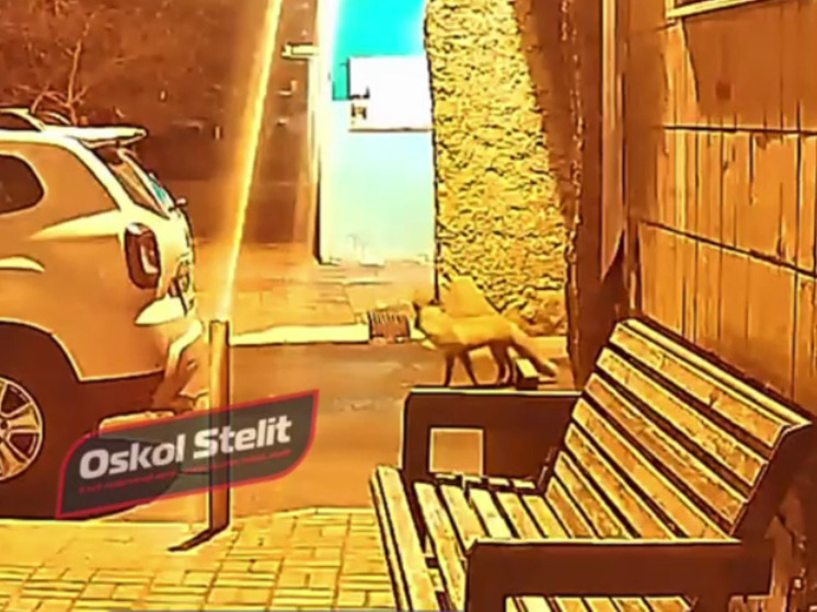 Ночная гостья: в Старом Осколе заметили лису