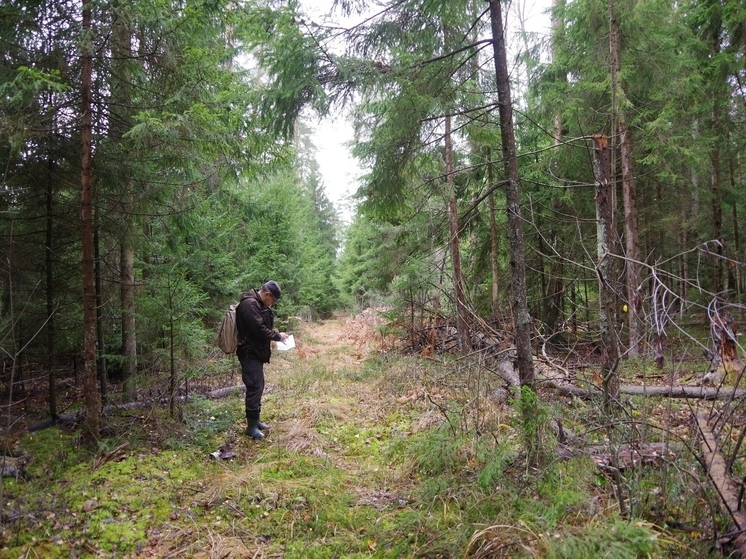 В Серпухове провели учет курообразных