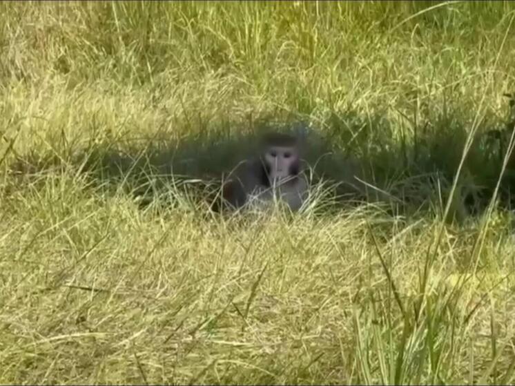 Зараженнная лабораторная обезьяна оказалась на свободе после аварии грузовика в американском штате Миссисипи