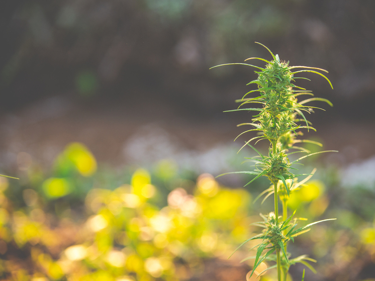 Житель Уватского района осуждён за незаконное выращивание и хранение наркотиков