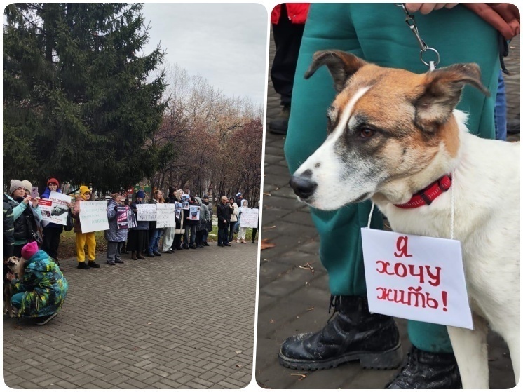 Зоозащитники в Новосибирске вышли на митинг против закона об эвтаназии бездомных собак