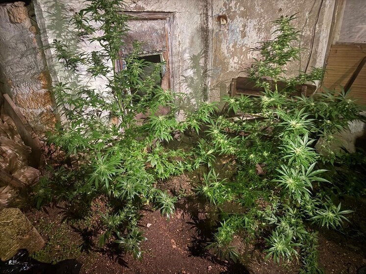 У жителя Сакского района нашли почти 4 килограмма конопли