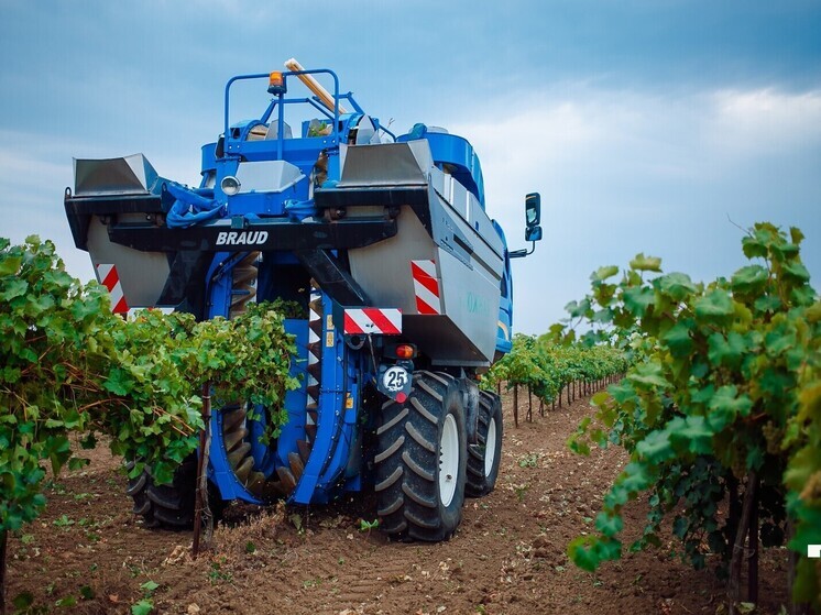 Агрофирма «Южная» завершила уборку урожая, собрав свыше 90 тыс тонн винограда