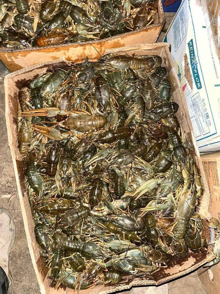 Полиция обнаружила в гараже астраханца более полутора тонн незаконных раков