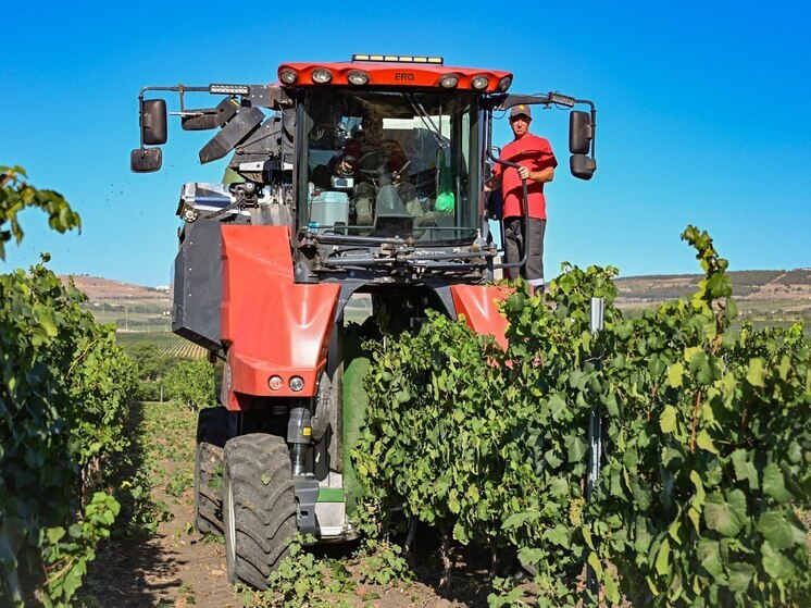 Севастопольские аграрии завершают массовый сбор урожая