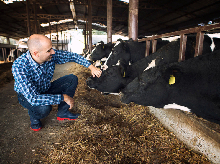 «Лишних» животных обнаружили на молочной ферме в Кировской области