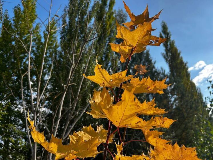 Аномальное тепло до +18 градусов накроет Алтайский край в начале ноября