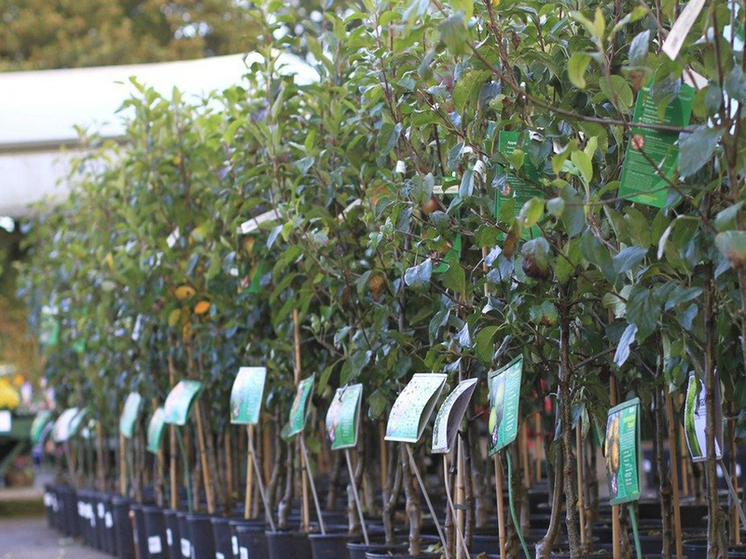 Тульского предпринимателя оштрафовали за продажу незарегистрированных саженцев