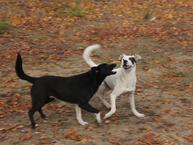 Popular Science: собаки чувствуют страх человека за счет запаха пота с гормонами