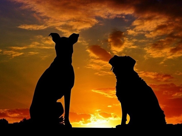 В Улан-Удэ пришли холода и бездомные собаки