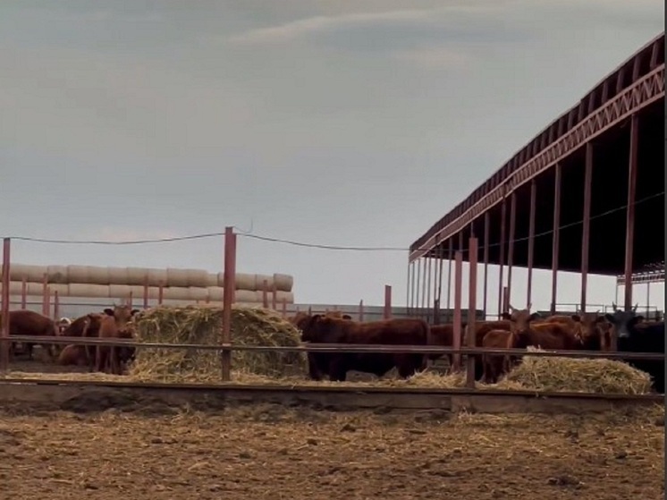 Заготовка кормов в Калмыкии близится к завершению