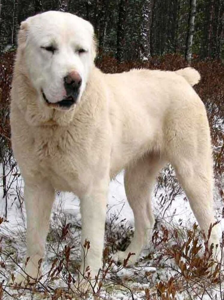 В Ростове алабай набросился на прохожую, разодрав ей лицо и откусив пальцы