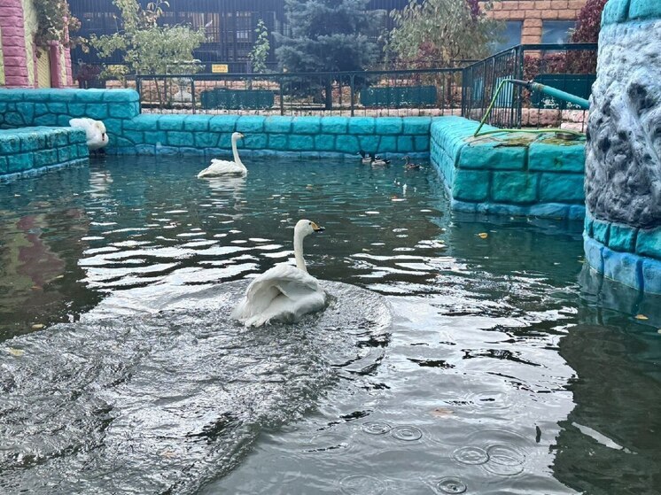 Лебеди Центрального парка Ставрополя переехали на зимовку