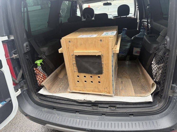 Сотрудники Россельхознадзора проконтролировали вывоз из Екатеринбурга кенгуру