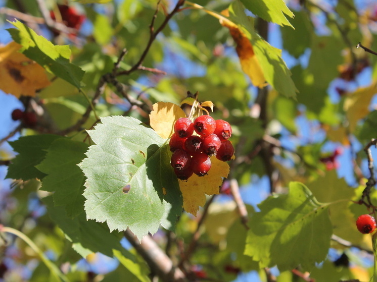 Перед ноябрьскими холодами в Омске ожидается потепление до +15 градусов
