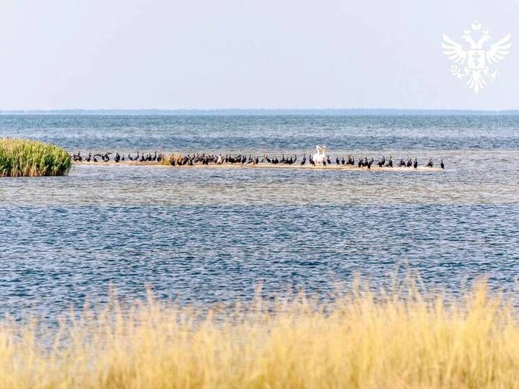 Черноморский заповедник усилил безопасность с помощью детектора дронов
