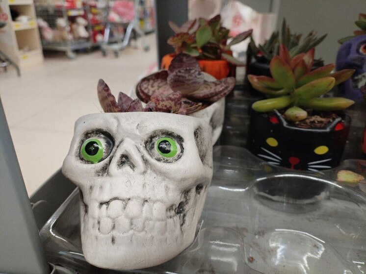 В преддверии Хэллоуина магазины Петербурга активно пополняют свои полки тематическими товарами. Хотя этот праздник не является традиционным для России и не соответствует культурным ценностям, на прилавках все равно можно найти жуткие украшения на соответствующую тематику. Корреспондент «МК в Питере» Наталья Ефимова посетила несколько точек и ознакомилась с ассортиментом.