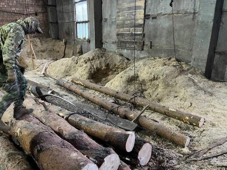 Более 19 млн ущерба: в Новосибирской области осудили «черных» лесорубов