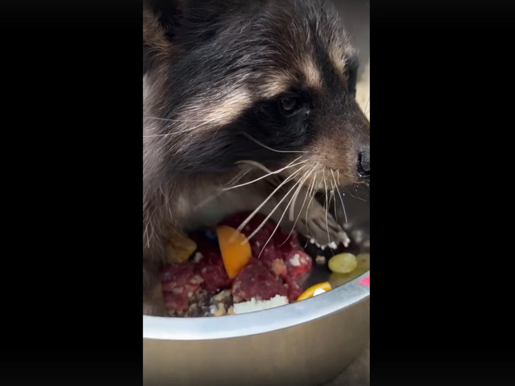 Пушистые толстячки: еноты из зоопарка Белгорода готовятся к спячке