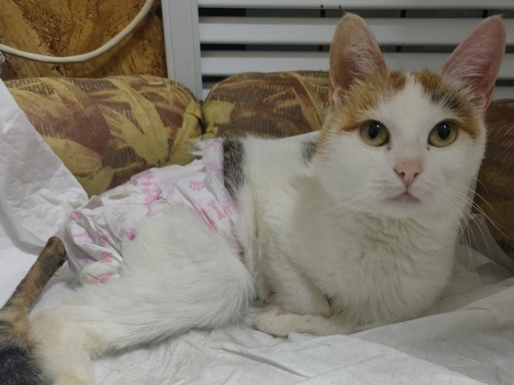 В Ростовской области волонтеры ищут любящую семью и дом кошке-спинальнице