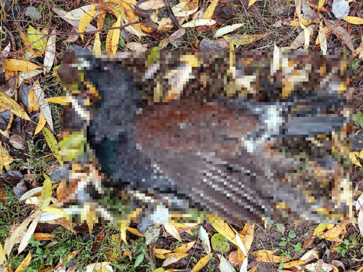 Глухарь скончался от черепно-мозговой травмы в Рязани