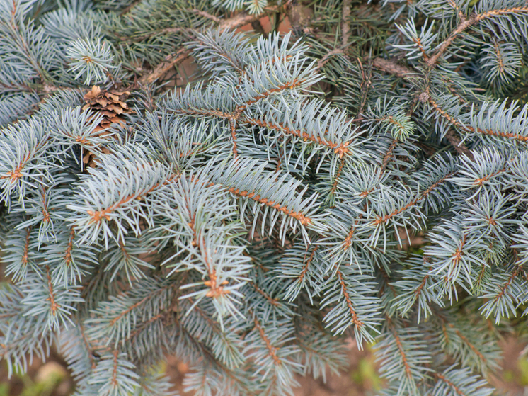 «Дружбу народов» ждет преображение: старые ели у фонтана вырубят