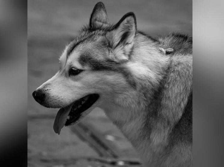 Выяснились детали трагедии в Одинцовском городском округе Подмосковья, где в результате нападения домашней собаки погиб двухмесячный младенец