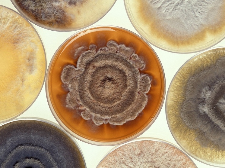 Страшная субстанция атаковала квартиры жителей многоквартирного дома в Ивановской области