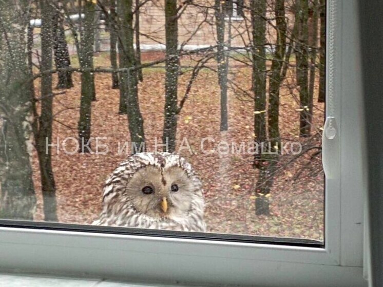 Совёнок прилетел, чтобы поддержать пациентов больницы Семашко