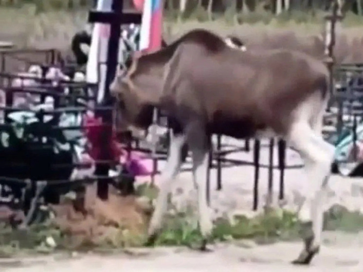 В костромском Галиче лось присматривал место на кладбище