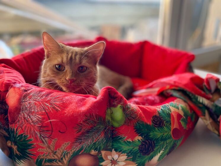 Рязанцам рассказали, почему кошки отказываются спать в новых лежанках