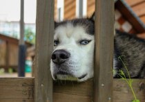 Выяснились некоторые детали трагедии в частном доме Одинцовского городского округа, где в воскресенье домашняя собака напала на грудного мальчика, спавшего в коляске на участке