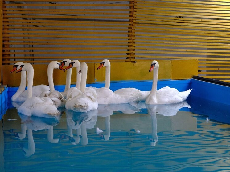 Лебеди с городского озера переехали на зимовку